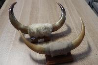Lot 170