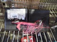 Lot 1689